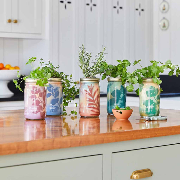 Herb Garden Jar Planter Kits